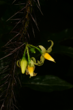 Solanum atropurpureum RCP7-06 419.jpg